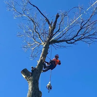 E&E Tree Experts LLC