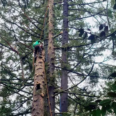 Azteca Tree Service llc