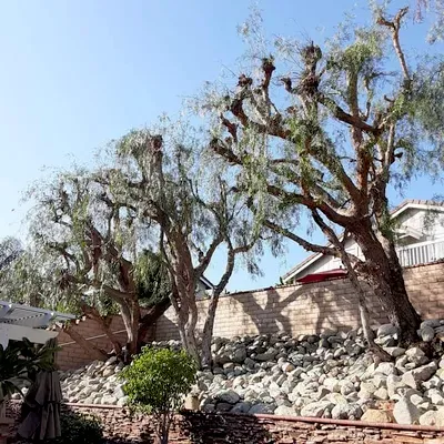 Ramos Tree Service & Landscape