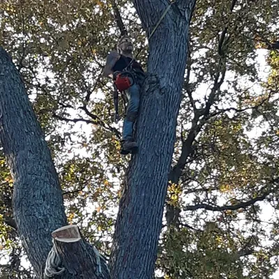 Three trees in the wind tree services