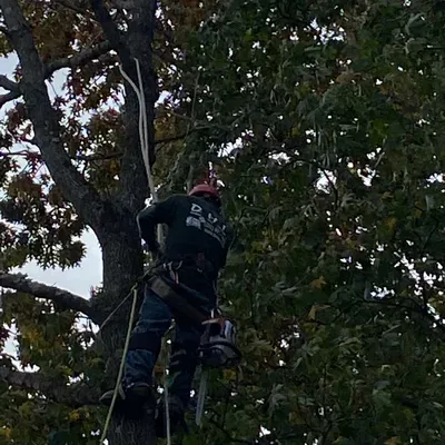 D H I tree service home improvement