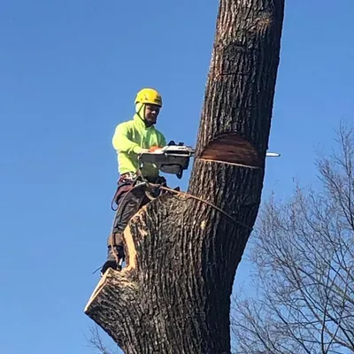 Martinez tree service LLC