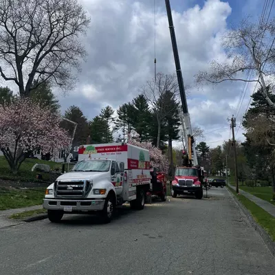 RGS Tree Service