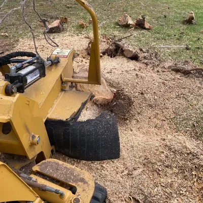 Nexgen tree service