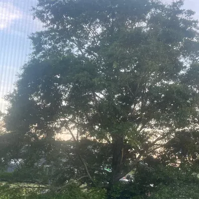 Big pine tree service