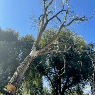 Riccio Tree Removal