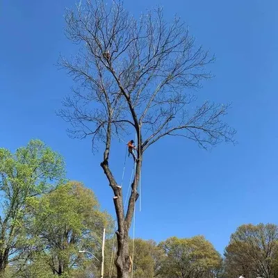 M&M Tree Service