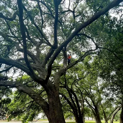 Lakeview Lumberjacks Tree Service