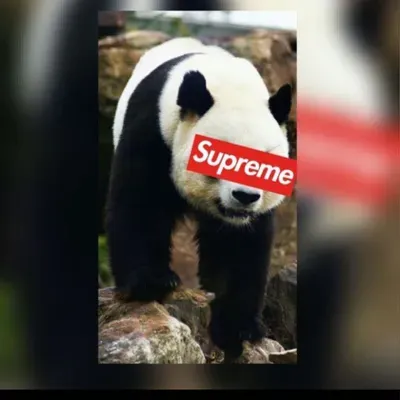 Panda tree service & landscaping LLC