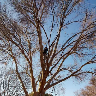 Choice Tree Service