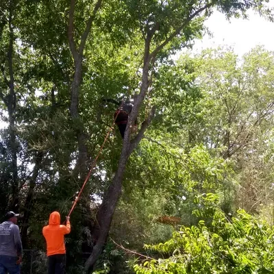 Best Tree Service DFW