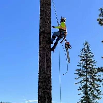 westway tree service