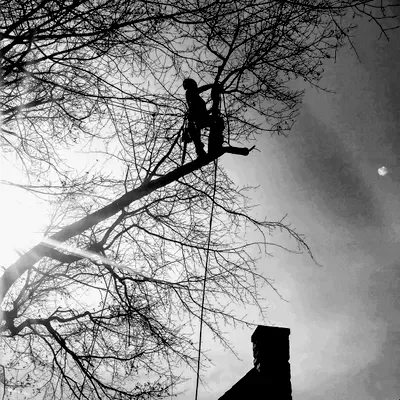 YourTreeGuy Llc