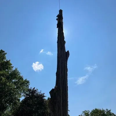 A & R Tree Services & More Inc.