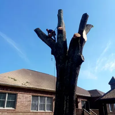 The Tree Team