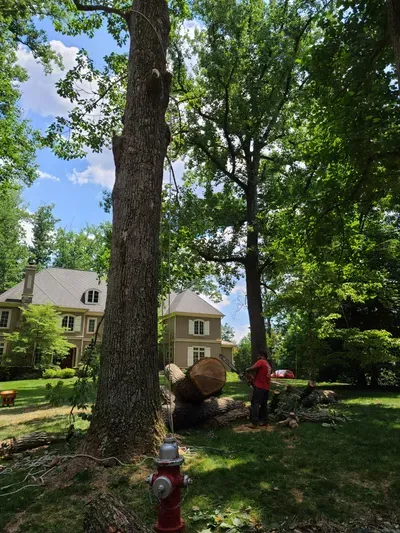Tree services of América