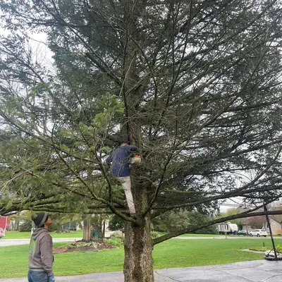 C&P Tree service