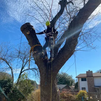 Freedom Tree Service
