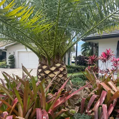 VINCY TREE/HOME SERVICES LLC