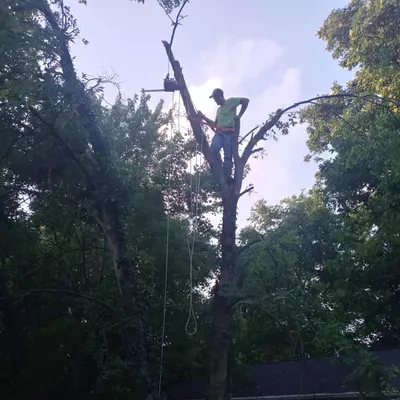 Jr's Tree Service