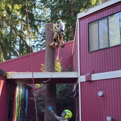 ALEX TREE SERVICE LLC