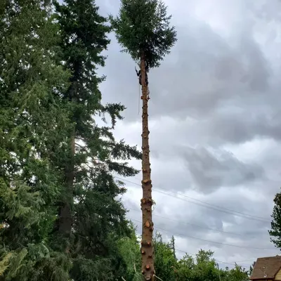 503 Tree Service LLC