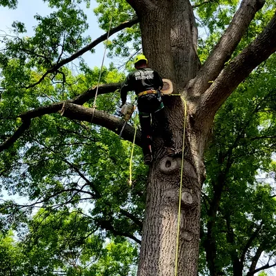 Villagran Tree Service LLC