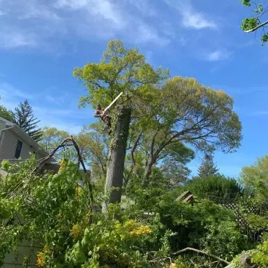 W&L Tree Service & Landscaping LLC