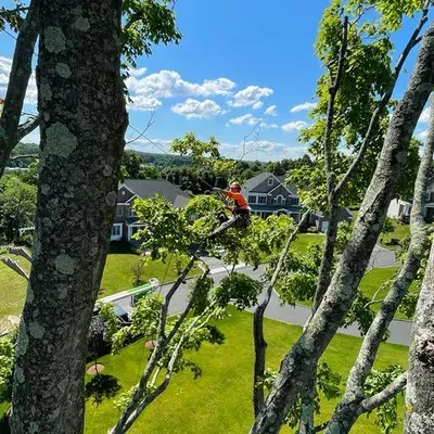 Profesional tree service 9147073439