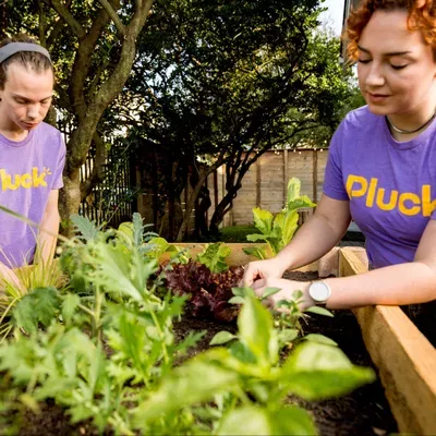 Pluck