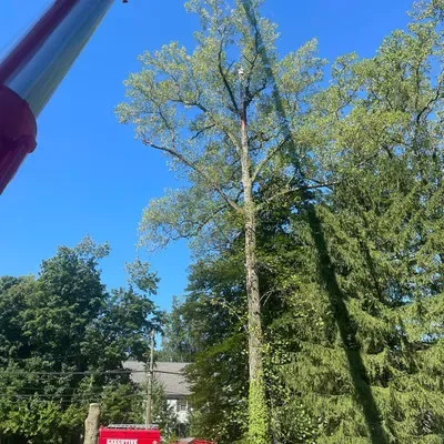 D A tree service