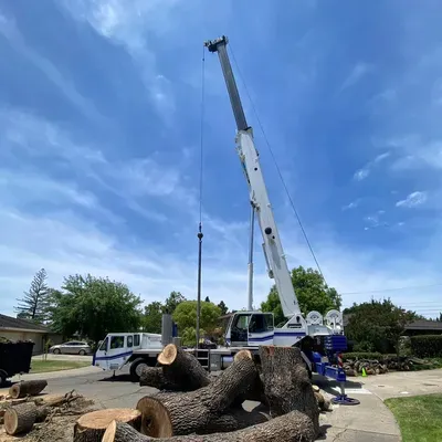 TREE SERVICE