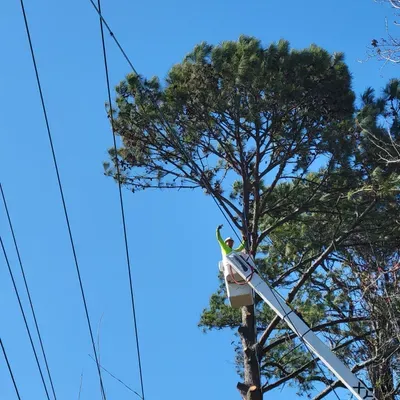 Gallo's Tree Service