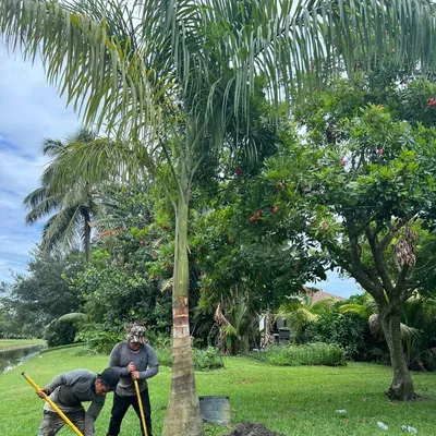 All Stars ?tree services