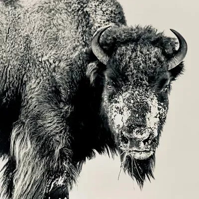 BISON Fence & Construction LLC