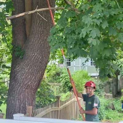 Junior Tree Service LLC