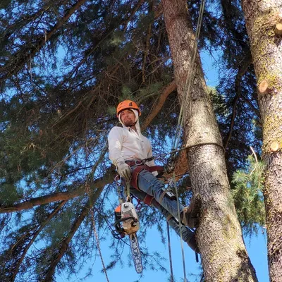 +Sun Tree Service LLC