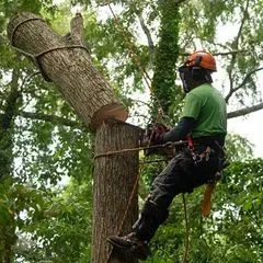 Hard tree work