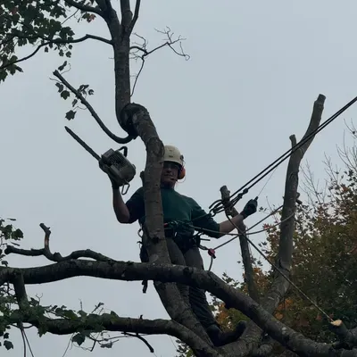 CKTree Service