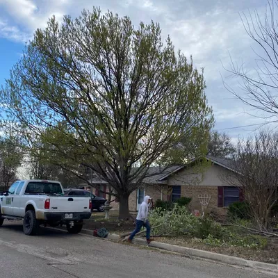 Quality Tree Service Dfw