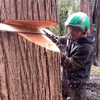 Petrini’s Tree Service