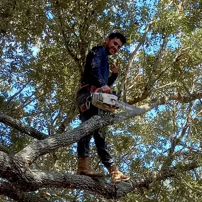 The Tree Guys