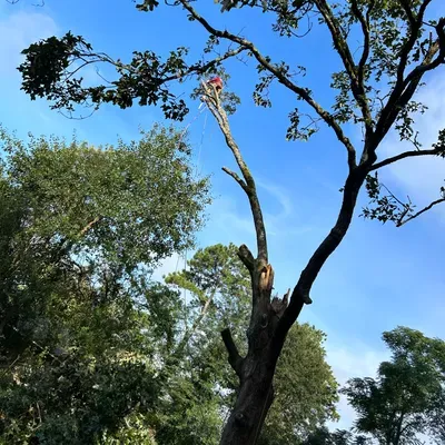 Ayala Tree Services Llc