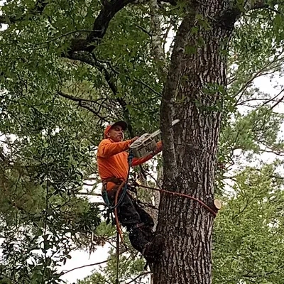 Tree Service