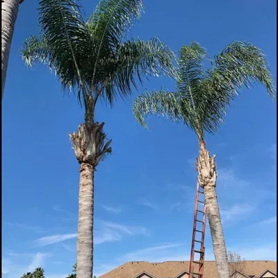 PierreTree service in property management