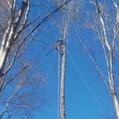 Benjamin tree service llc -   Facebook