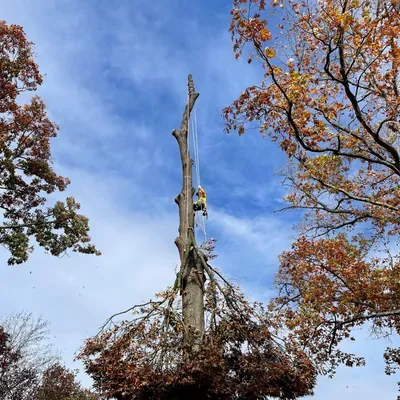 Citrine Tree Service