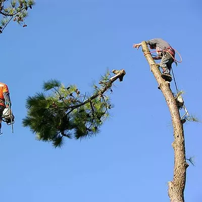 Alonzo Tree Service Lawn Care