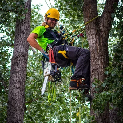Betterwest Tree Service