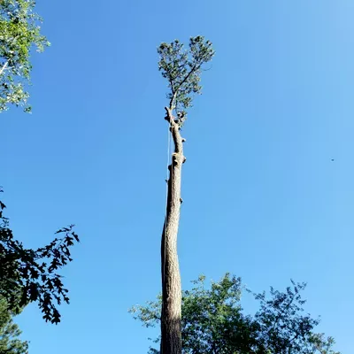 Benitez's Tree Services LLC